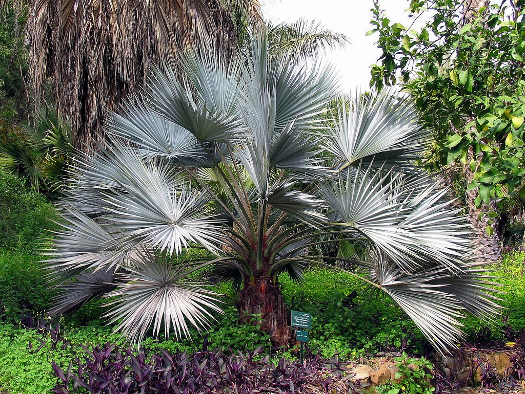 Brahea Armata Mexican Blue Palm