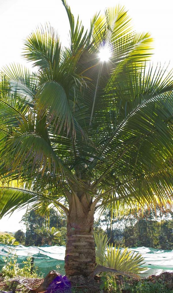Ravenea Rivularis Majesty Palm