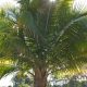 Ravenea Rivularis Majesty Palm