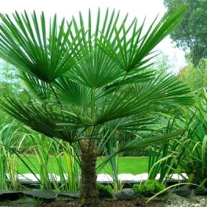 Tracycarpus Fortunei Windmill Palm