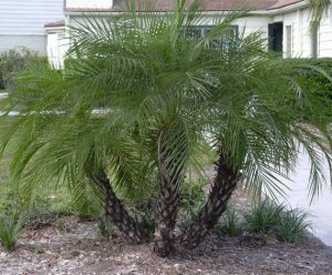 Phoenix Roebelenii “Dwarf Date Palm” – Aloha Tropicals