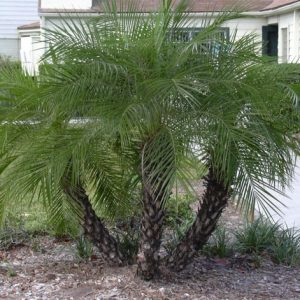 Phoenix Roebelenii "Dwarf Date Palm"