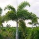 Wodyetia Bifurcata “Foxtail Palm”