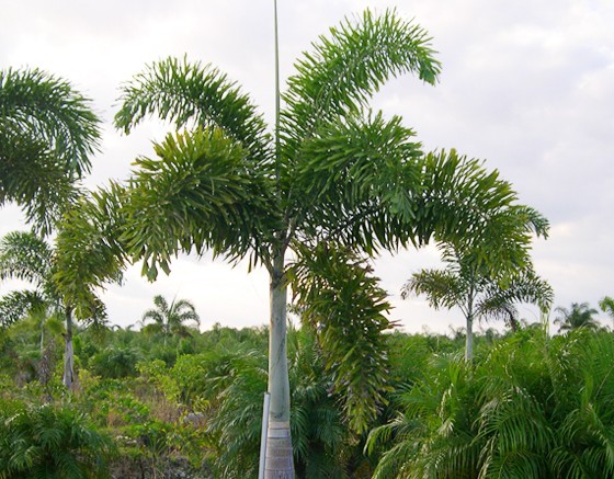 Wodyetia Bifurcata “Foxtail Palm”