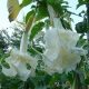 Brugmansia Arborea Double White
