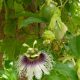 Passiflora Edulis Fredrick Granadilla Passion Fruit