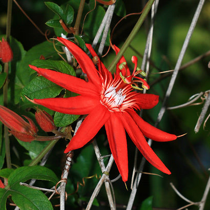 Passiflora Vitifolia Red Passion Flower