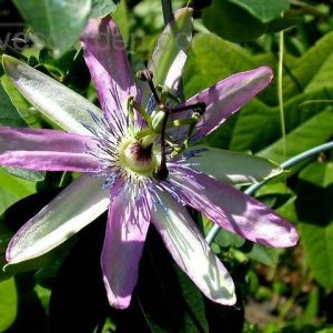 Passiflora Star of Bristol