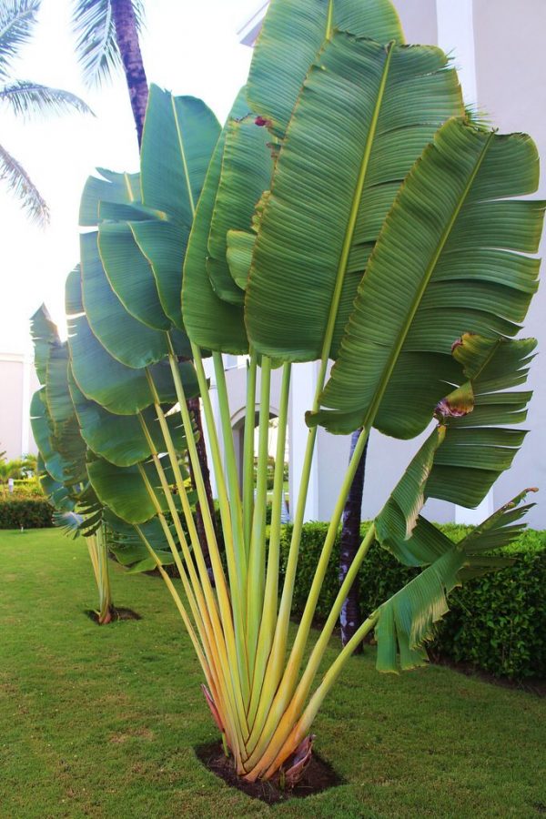 Ravenala Madagascariensis Travellers Palm
