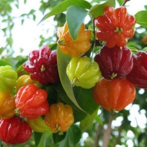 Surinam Cherry Eugenia Uniflora