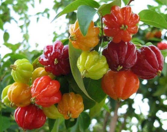 Surinam Cherry Eugenia Uniflora