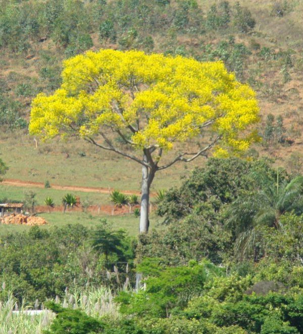 Schizolobium Parahybum Fern Tree