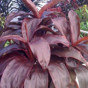 Cordyline Terminalis (Ti) Archives - Aloha Tropicals