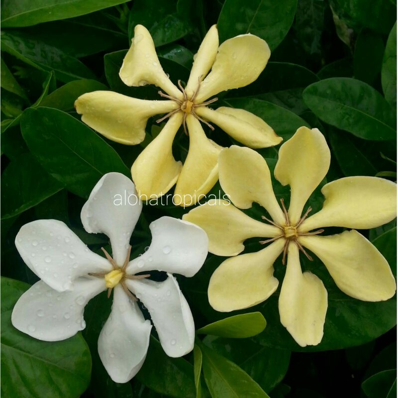 Vietnamese Gardenia Vietnamensis