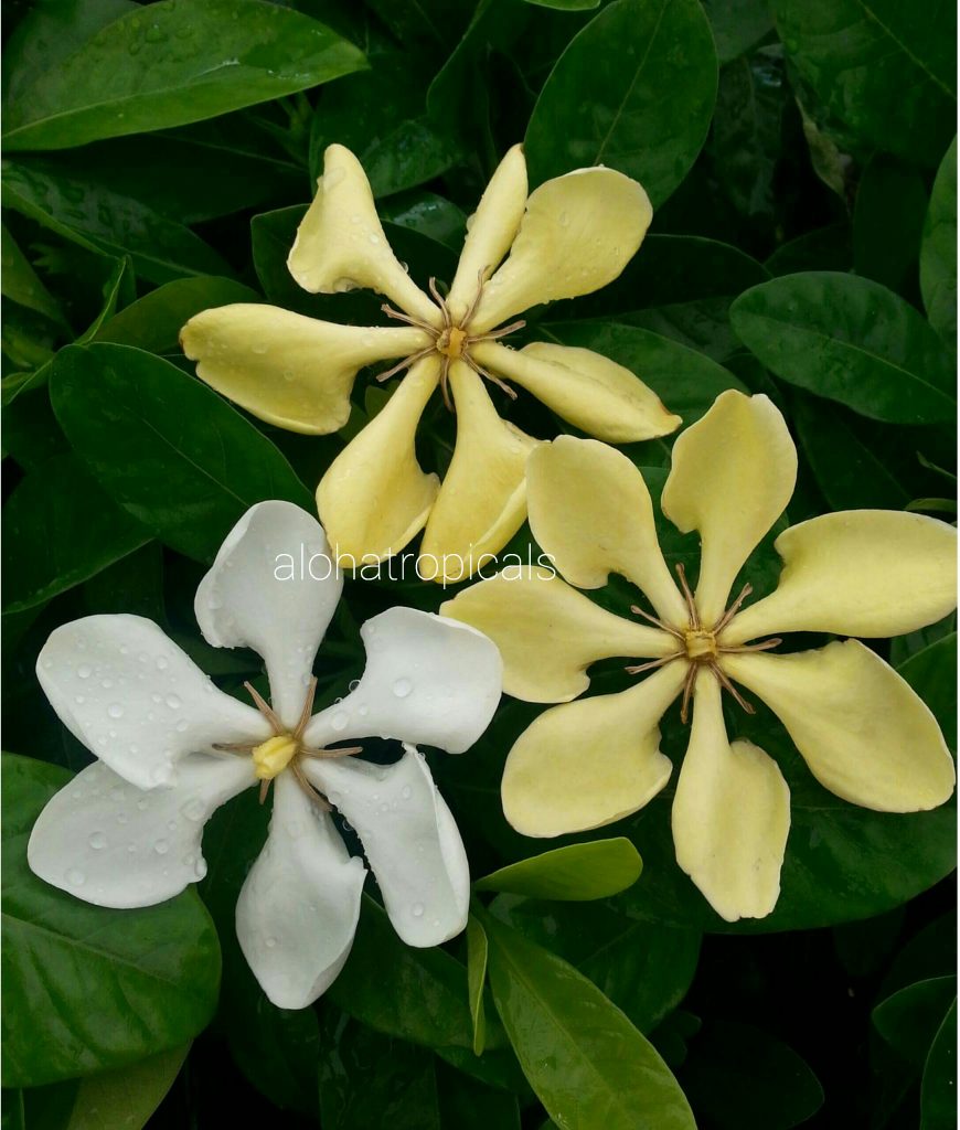 Vietnamese Gardenia Vietnamensis