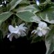 Wrightia Religiosa  Temple Flower Variegated
