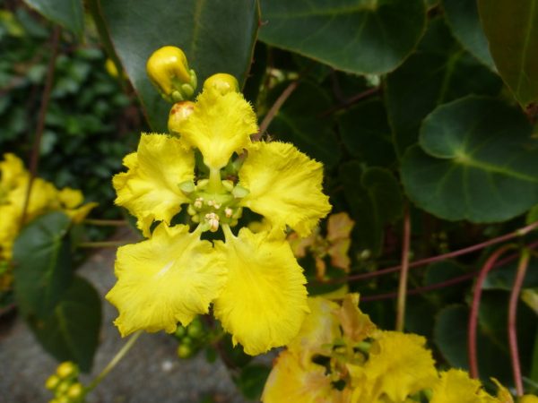 Stigmaphyllon Ciliatum Yellow Orchid Vine