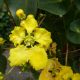 Stigmaphyllon Ciliatum Yellow Orchid Vine