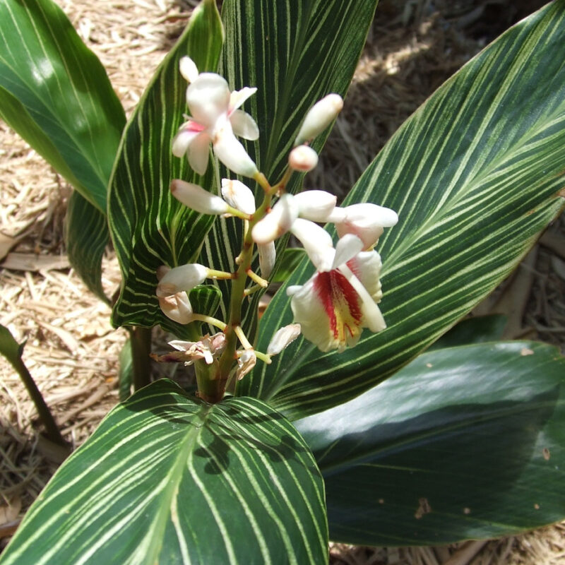 Zingiber Zerumbet Formosa Waimanalo Pinstripe Shell