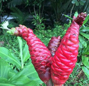 Shampoo Ginger (Zingiber zerumbet) – Aloha Tropicals