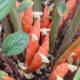 Zingiber Collinsii Silver Streaks