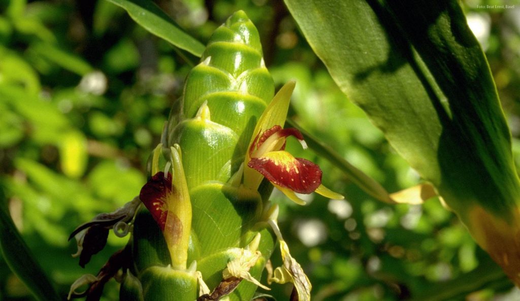 Zingiber Officinale " Edible Ginger" ( Awapuhi Pake)