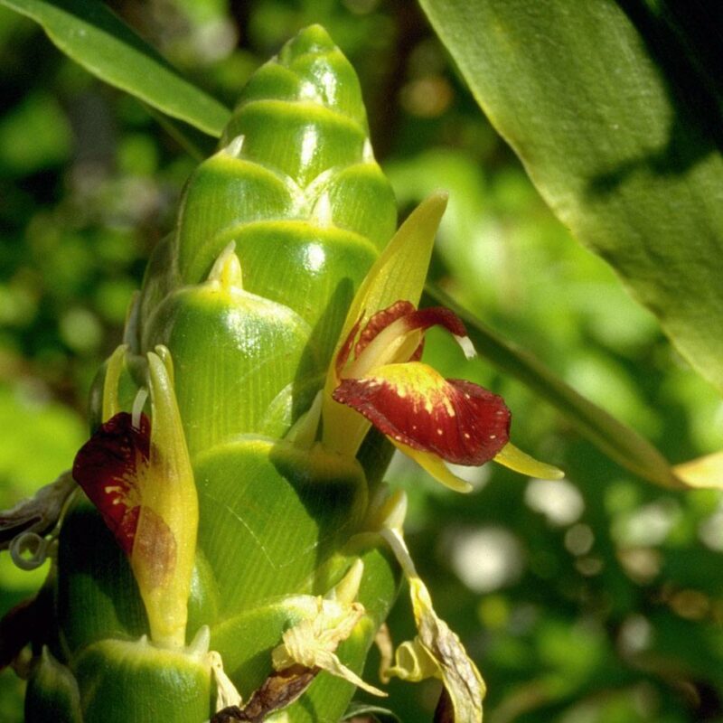 Zingiber Officinale " Edible Ginger" ( Awapuhi Pake)