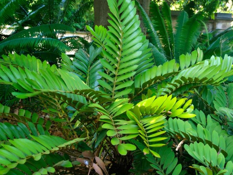 Zamia Furfuracea Jamaican Cardboard Palm – Aloha Tropicals