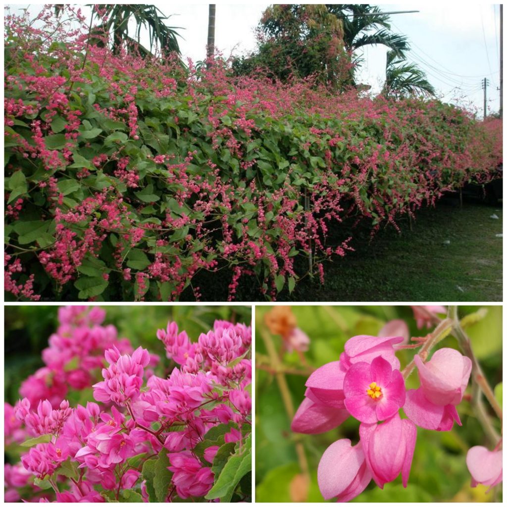 Antigonon Leptopus "Coral Vine"