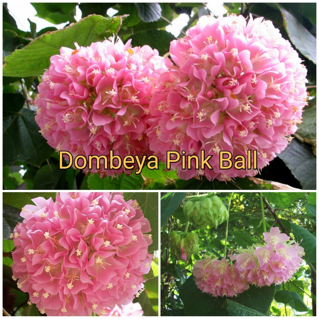 Dombeya Wallichii Pink Ball