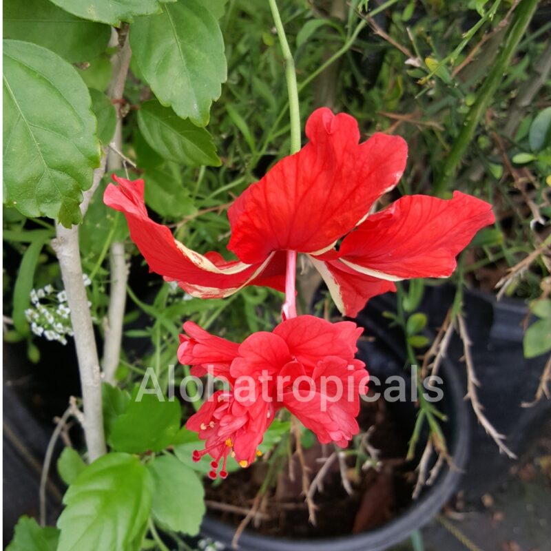 Hibiscus El Capitolio Red Poodle Tail