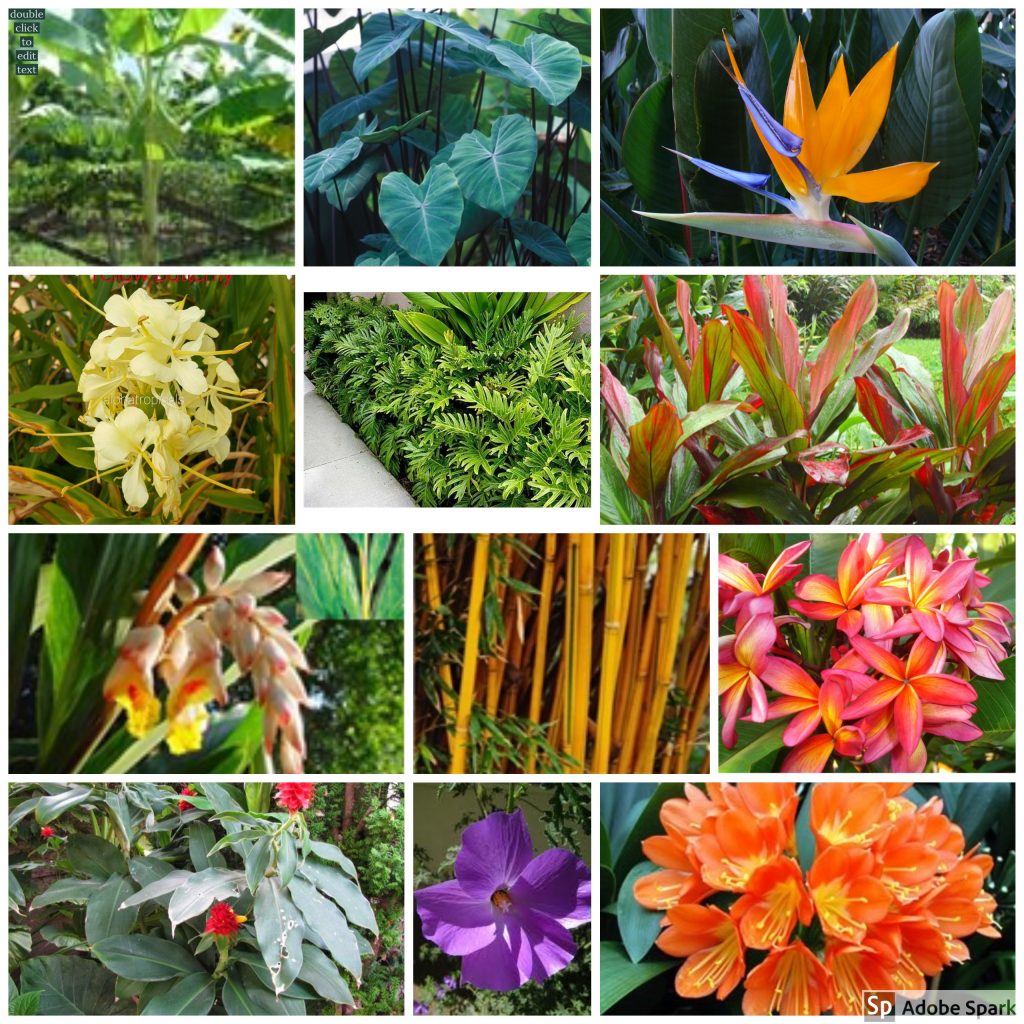 tropical plants and flowers