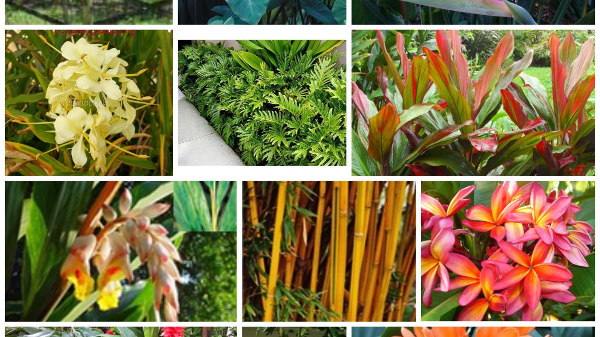 Tropical Flowers and Plants