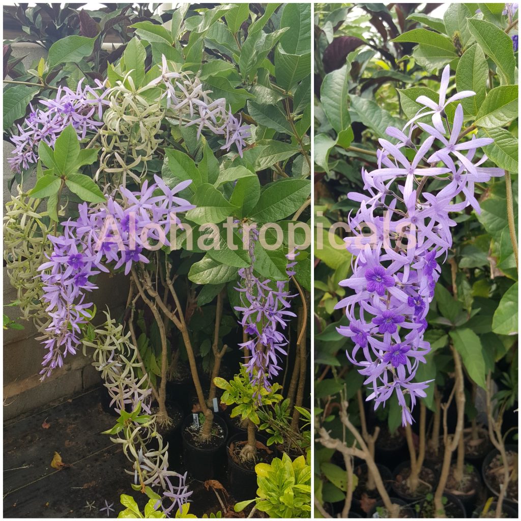 Petrea Volublis hyb.Giant Queens Wreath Sand Paper Vine