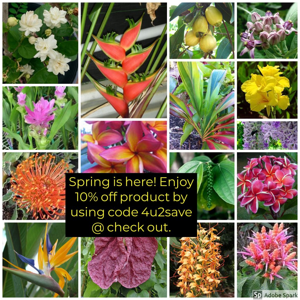 Aloha Tropicals Tropical Plants Tropical House Plants