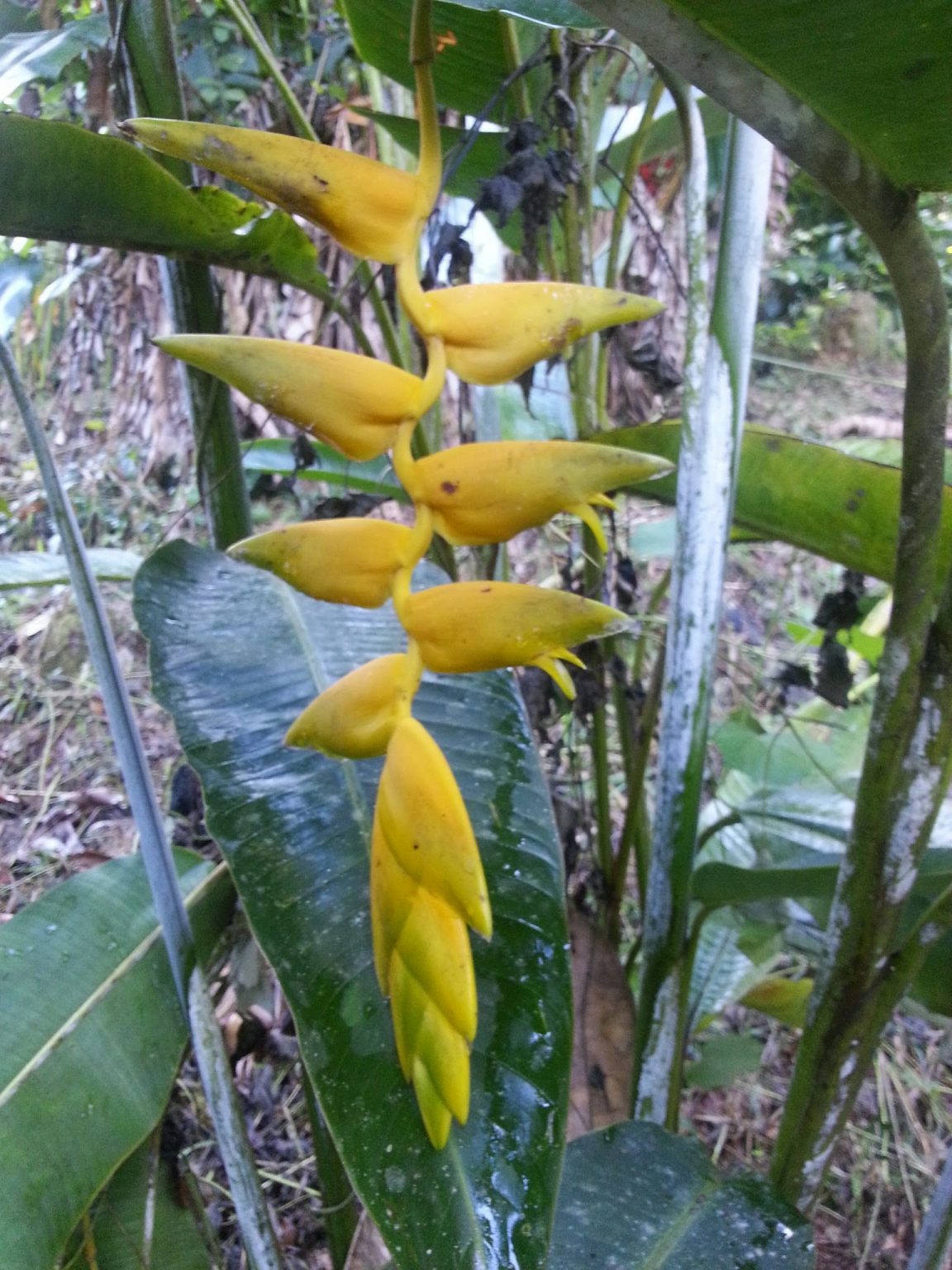 Heliconia Rostrata Yellow