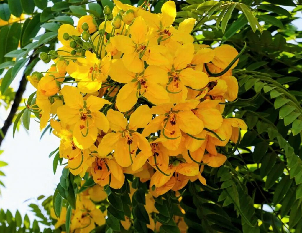 Cassia Leptophylla "Gold Medallion Tree"