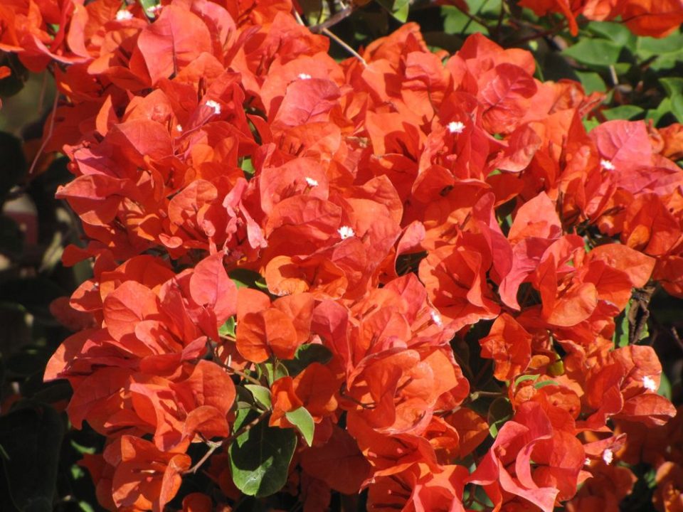 Bougainvillea Flame