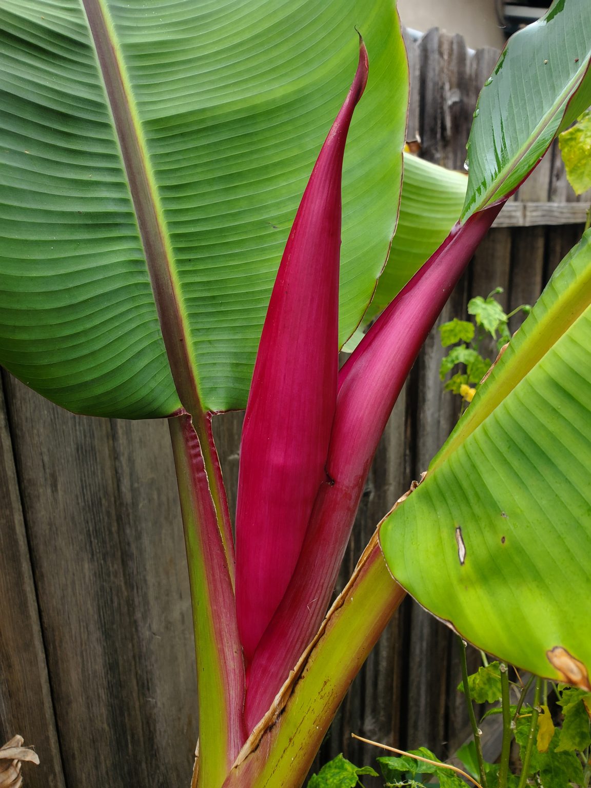 Musa Ornata "Royal Purple" Flowering