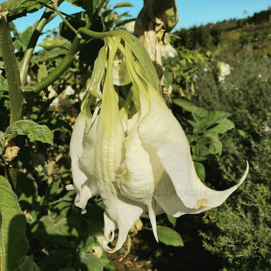 Brugmansia "Fantasy" Shredded White