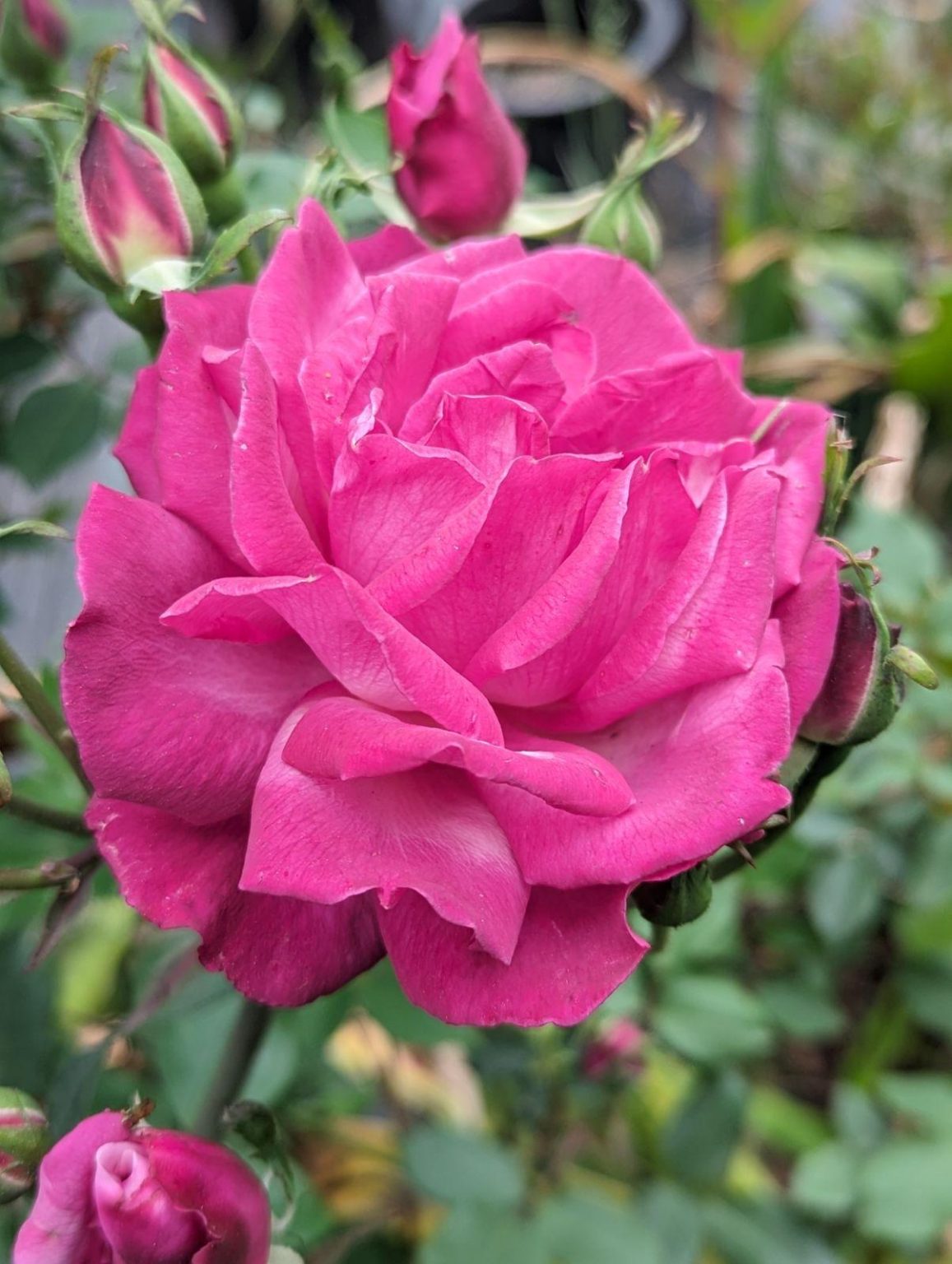 Rosa Damascena Lokelani Rose