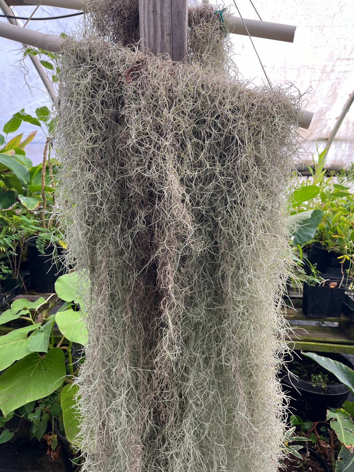 Tillandsia usneoides "Pele's Hair" "Spanish Moss"