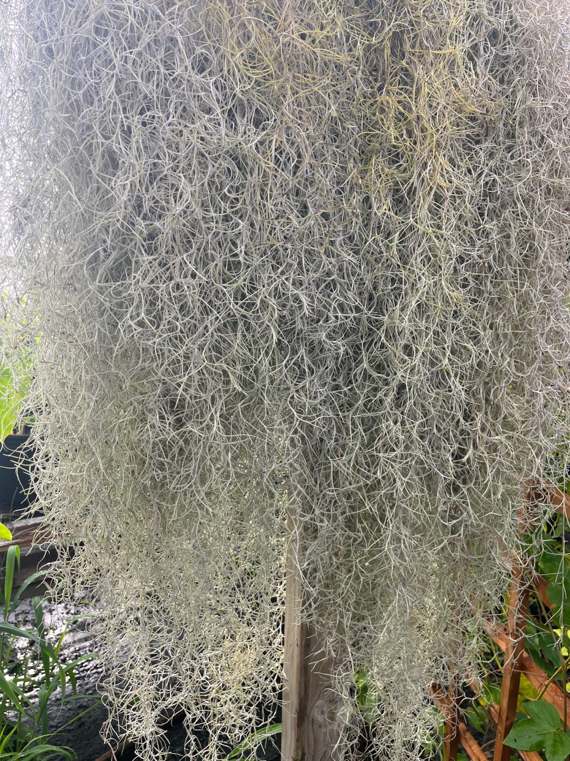 Tillandsia usneoides "Pele's Hair" "Spanish Moss" - Image 2