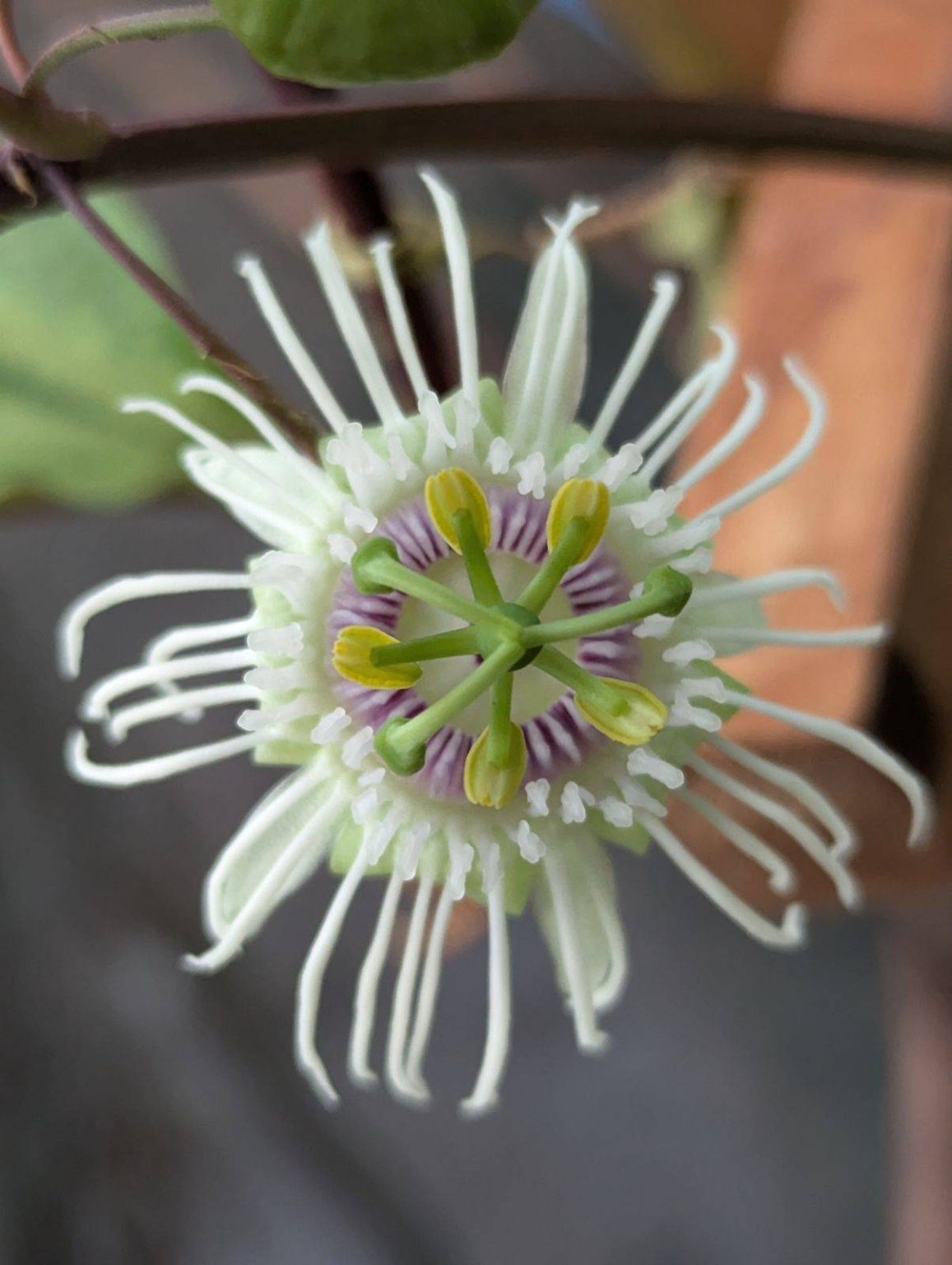 Passiflora Trifosciata