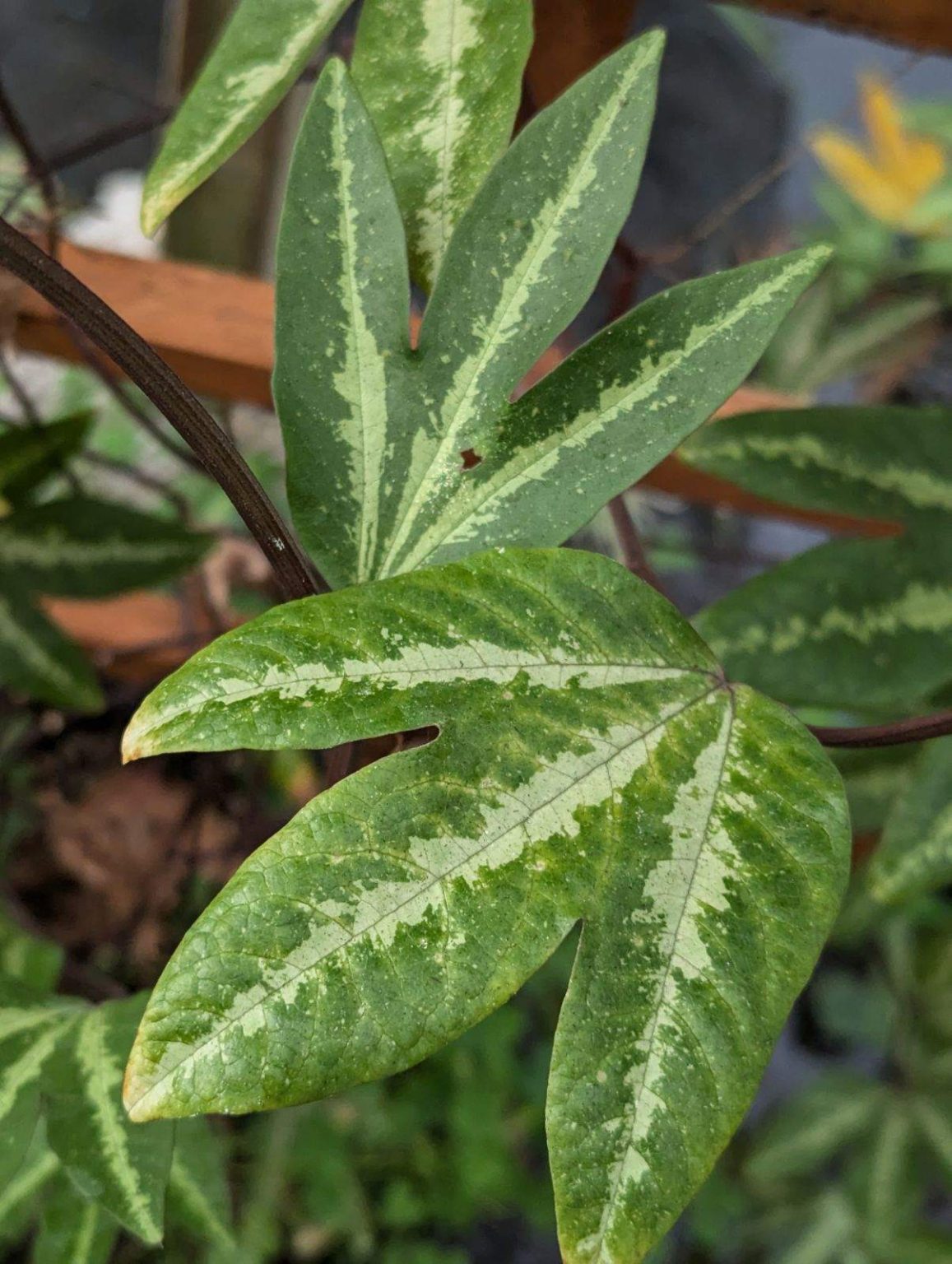 Passiflora Trifosciata - Image 3