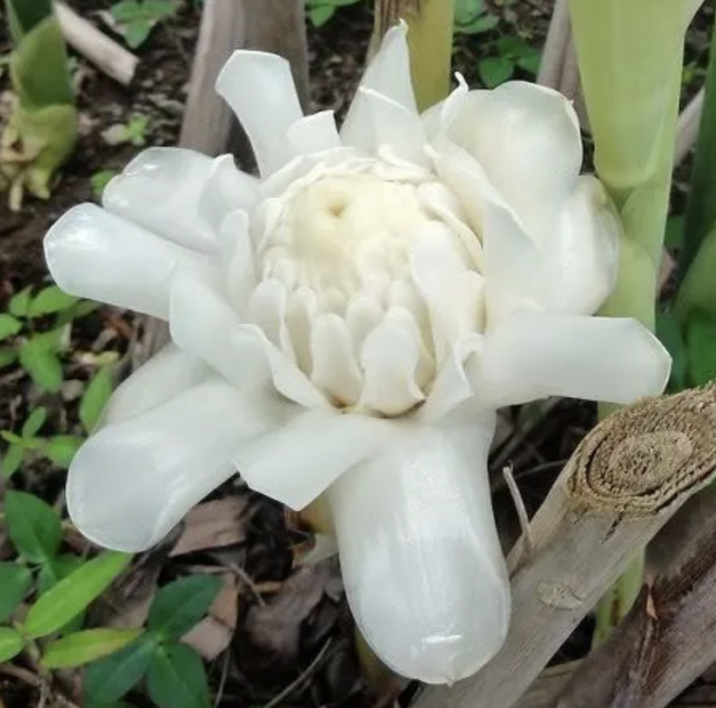 Etlingera Elatior (White Torch Ginger)