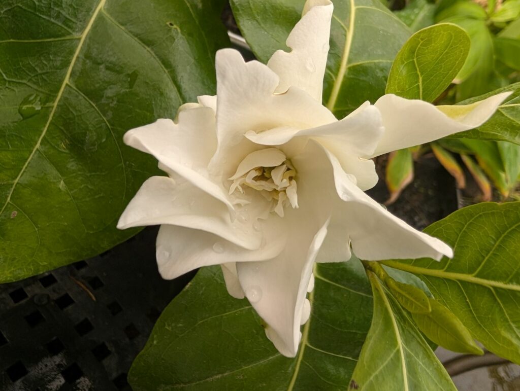 Tahitian Gardenia "Double"