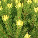 Yellow coneflower with bright yellow flowers and lime green foliage