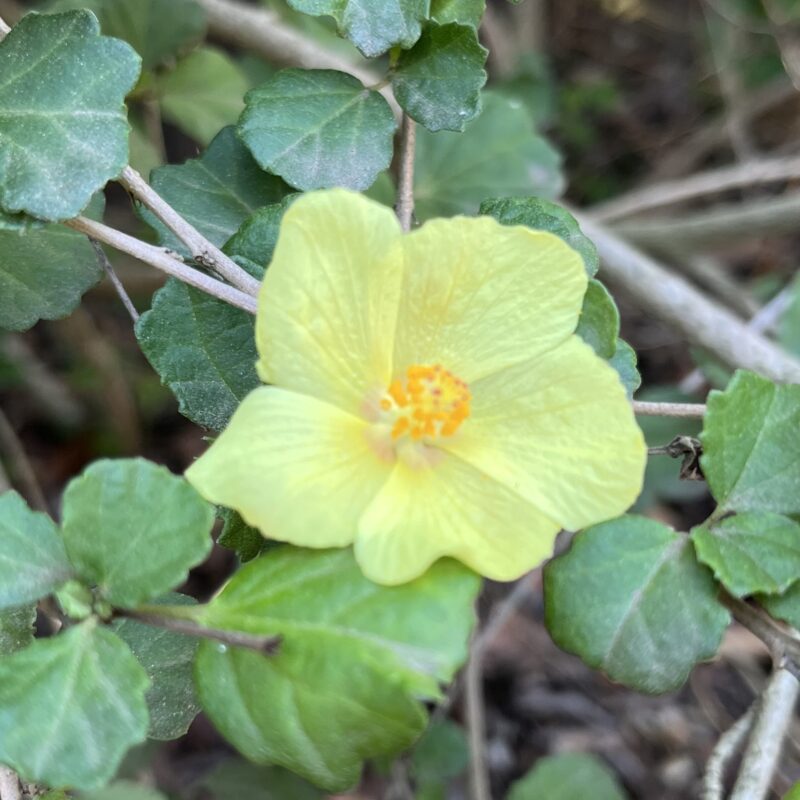 Yellow Mallow (<I>Pavonia praemorsa</I>)