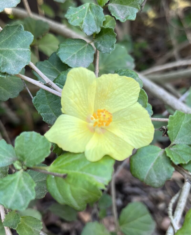 Yellow Mallow (<I>Pavonia praemorsa</I>)